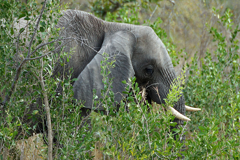 P.N. Kruger - Environs de Pretoriuskop