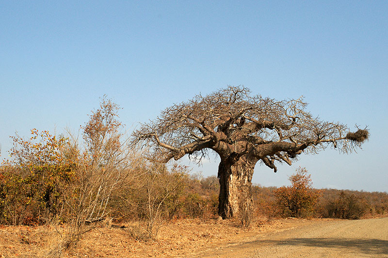 P.N. Kruger - Environs d Olifants