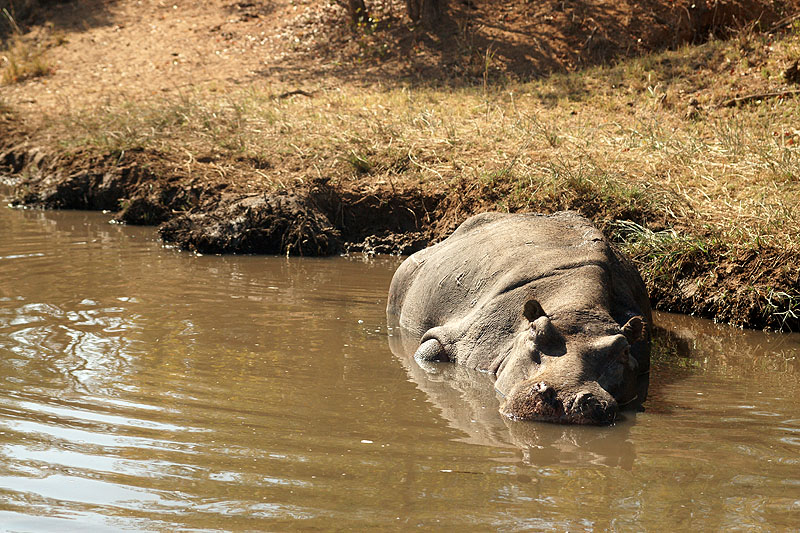 P.N. Kruger - Environs de Letaba