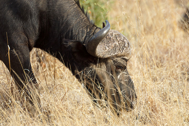 P.N. Kruger - Environs de Pretoriuskop