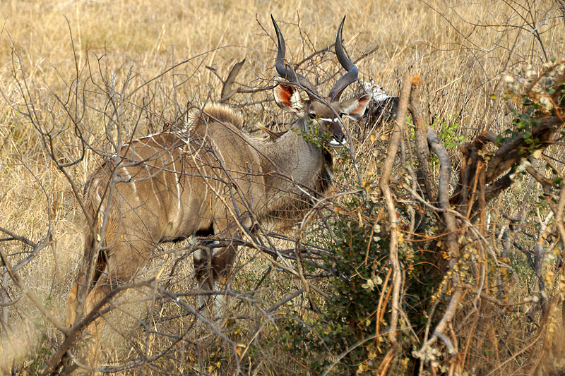 P.N. Kruger - Environs de Pretoriuskop