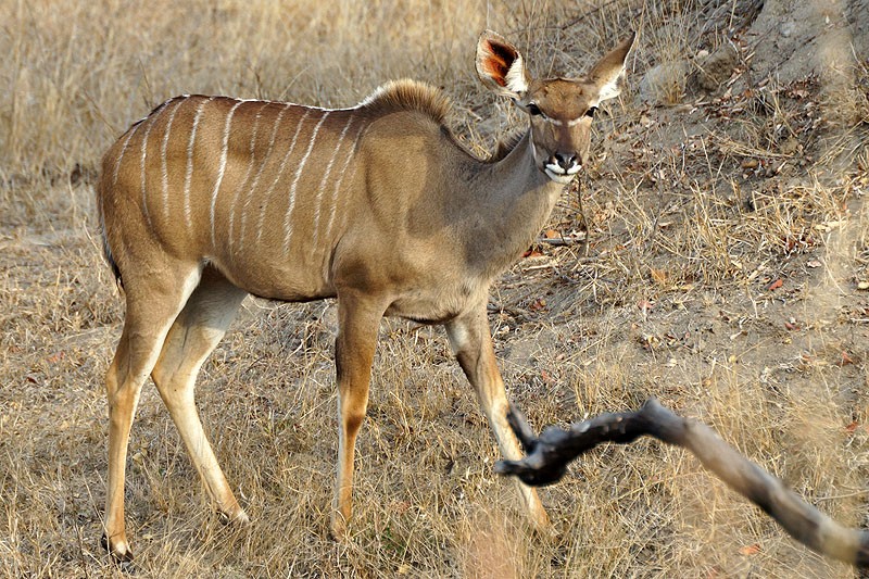 P.N. Kruger - Environs de Pretoriuskop