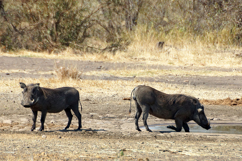 P.N. Kruger - Environs d Olifants