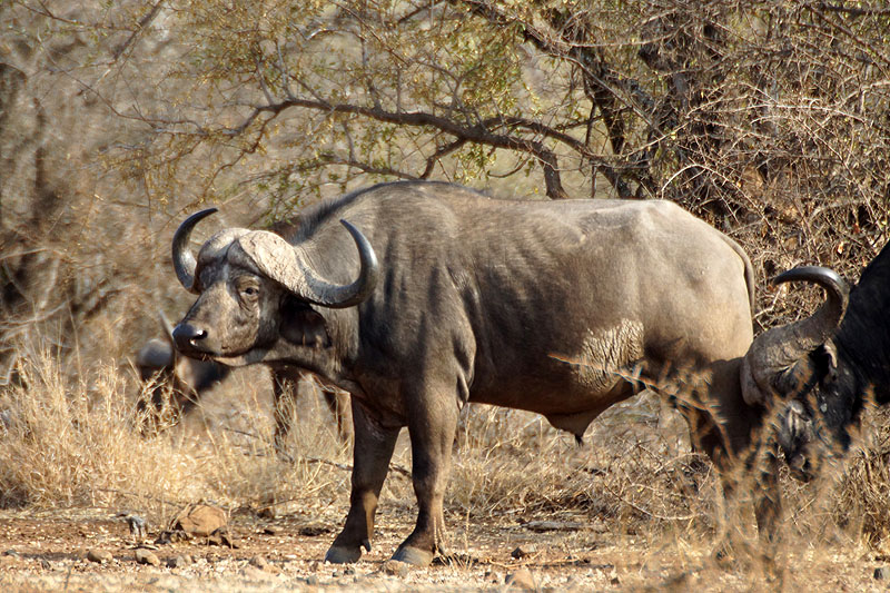 P.N. Kruger - Environs d Olifants