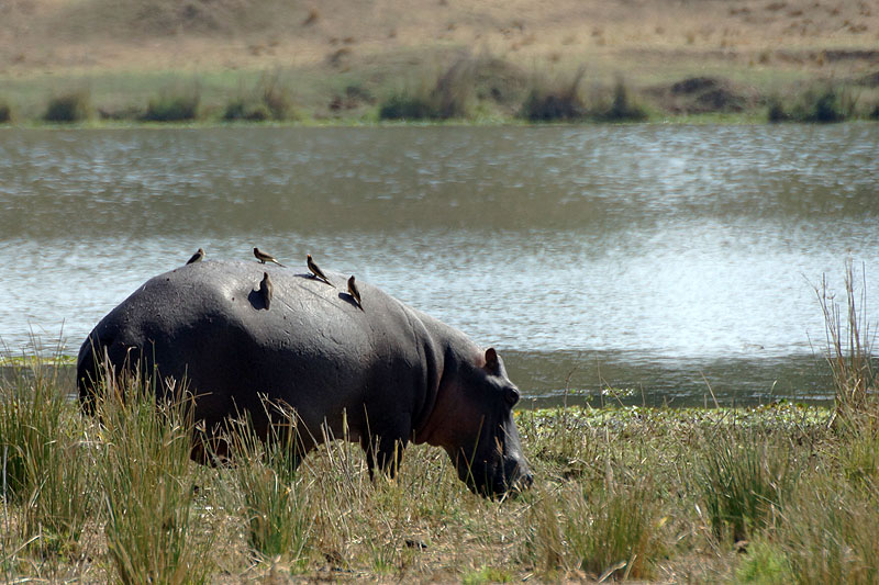 P.N. Kruger - Environs de Letaba