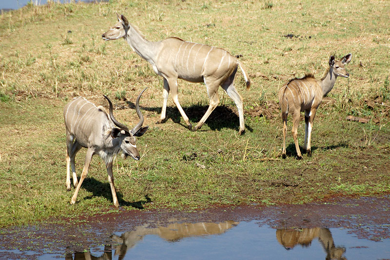 P.N. Kruger - Environs de Letaba