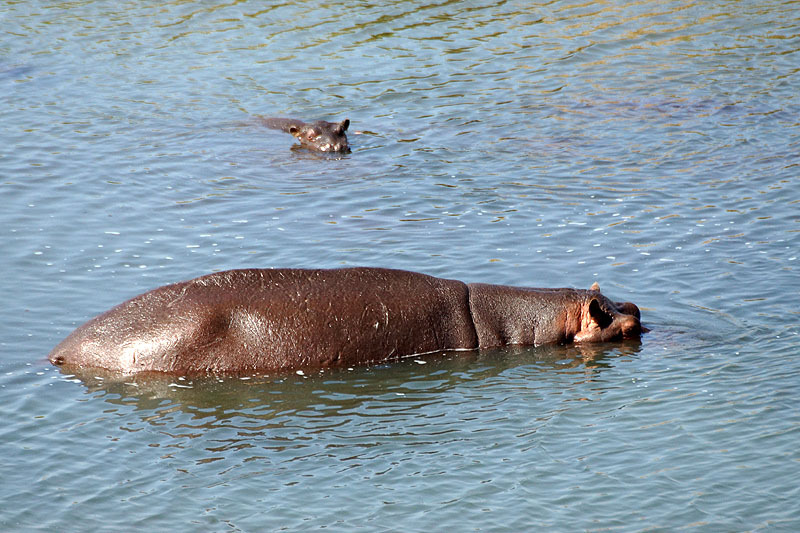 P.N. Kruger - Environs de Letaba