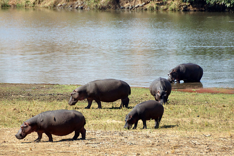 P.N. Kruger - Environs de Letaba