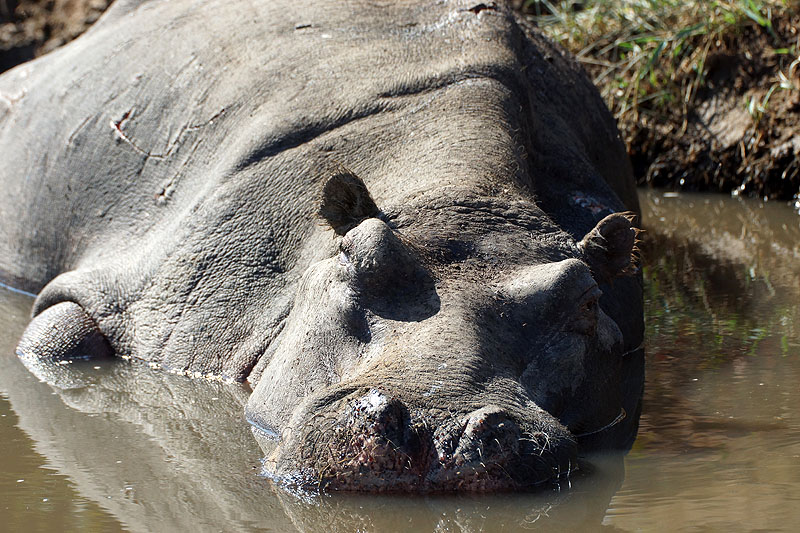 Photo hippopotames