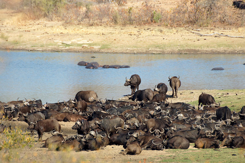 P.N. Kruger - Environs de Letaba