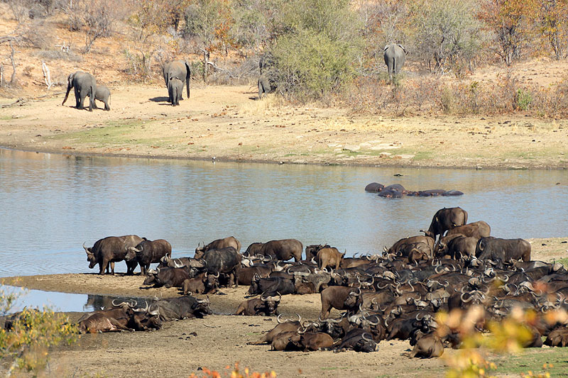 P.N. Kruger - Environs de Letaba