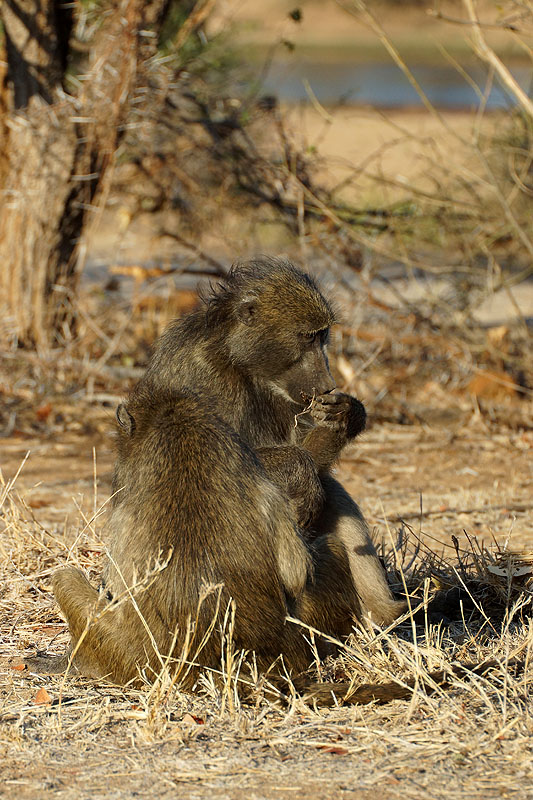 P.N. Kruger - Environs de Letaba