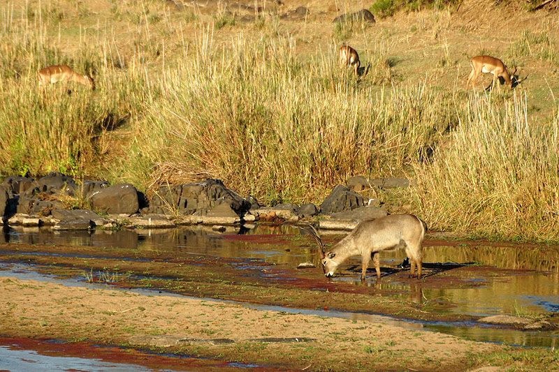 P.N. Kruger - Environs de Letaba