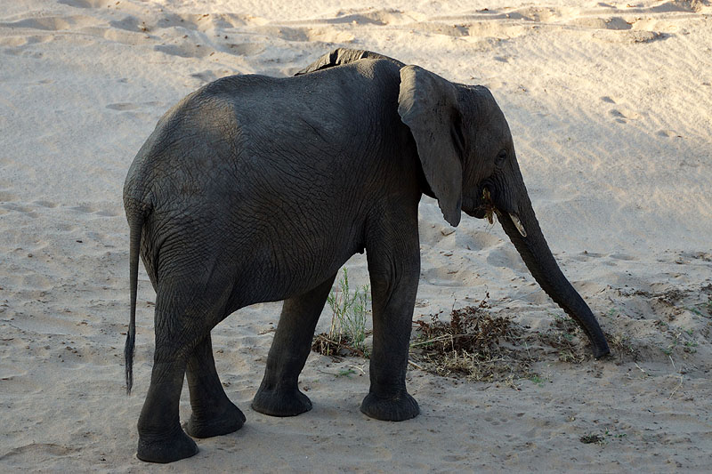 P.N. Kruger - Environs de Letaba