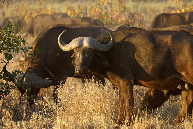 P.N. Kruger - Environs de Letaba