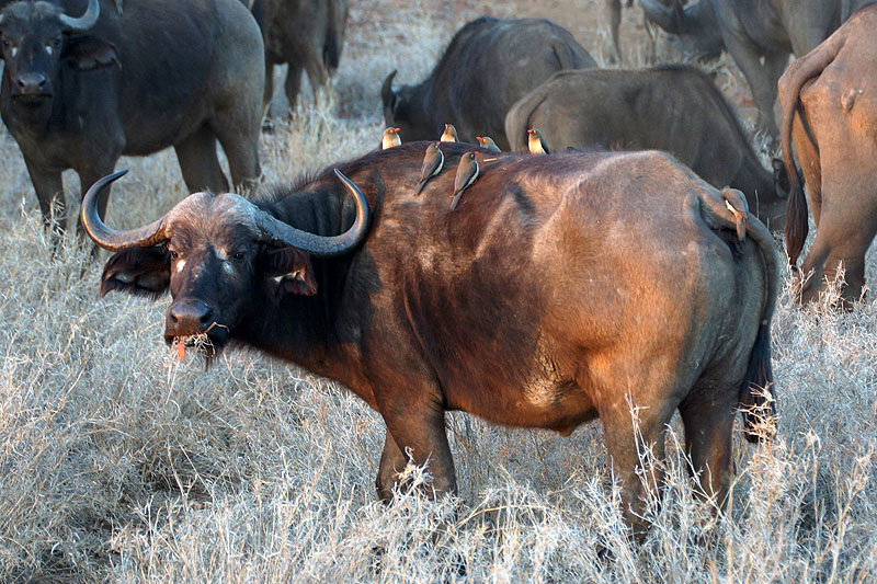 P.N. Kruger - Environs de Letaba