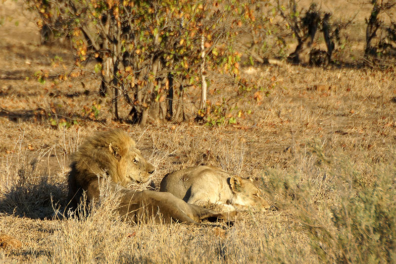P.N. Kruger - Environs de Letaba