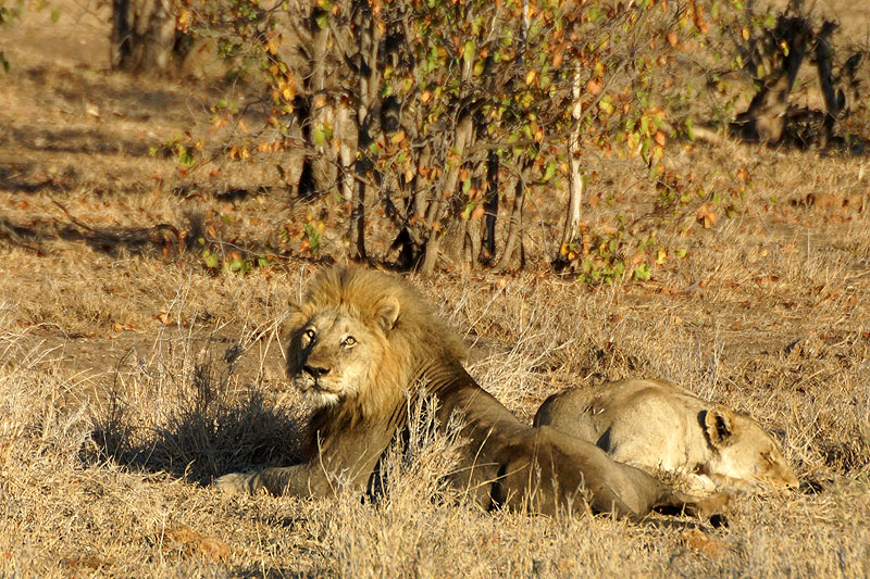 P.N. Kruger - Environs de Letaba