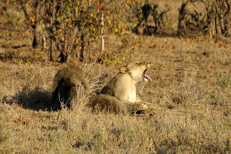 P.N. Kruger - Environs de Letaba