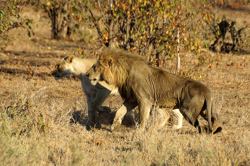 P.N. Kruger - Environs de Letaba