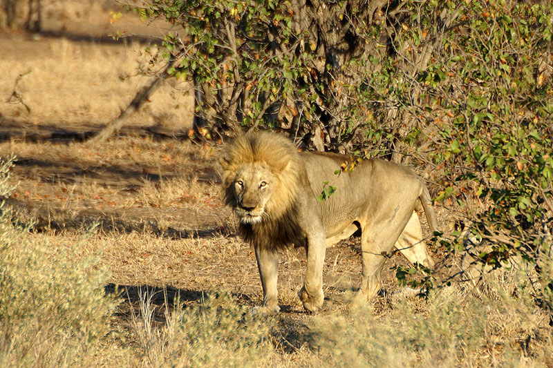 P.N. Kruger - Environs de Letaba
