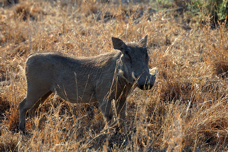 P.N. Kruger - Environs de Letaba