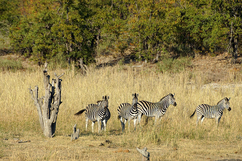 P.N. Kruger - Environs de Letaba