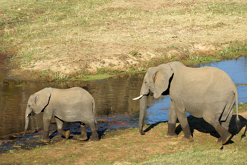 P.N. Kruger - Environs de Letaba