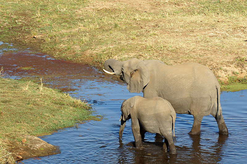 P.N. Kruger - Environs de Letaba