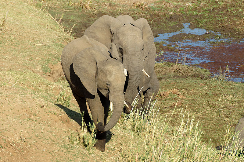 P.N. Kruger - Environs de Letaba