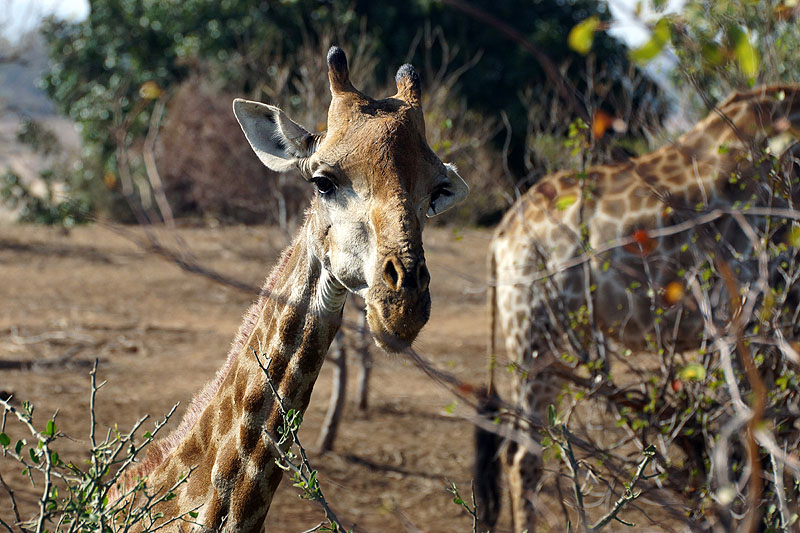 P.N. Kruger - Environs de Letaba