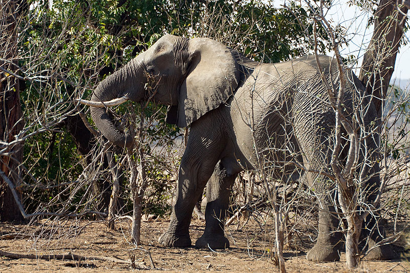 P.N. Kruger - Environs de Letaba