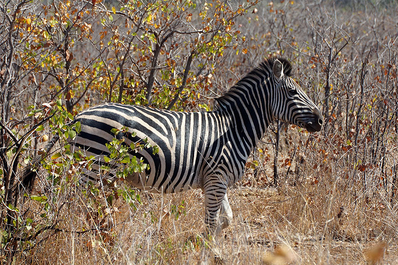 P.N. Kruger - Environs de Letaba & Mopani