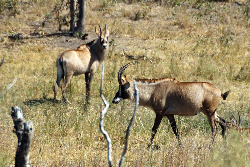 P.N. Kruger - Environs de Letaba & Mopani