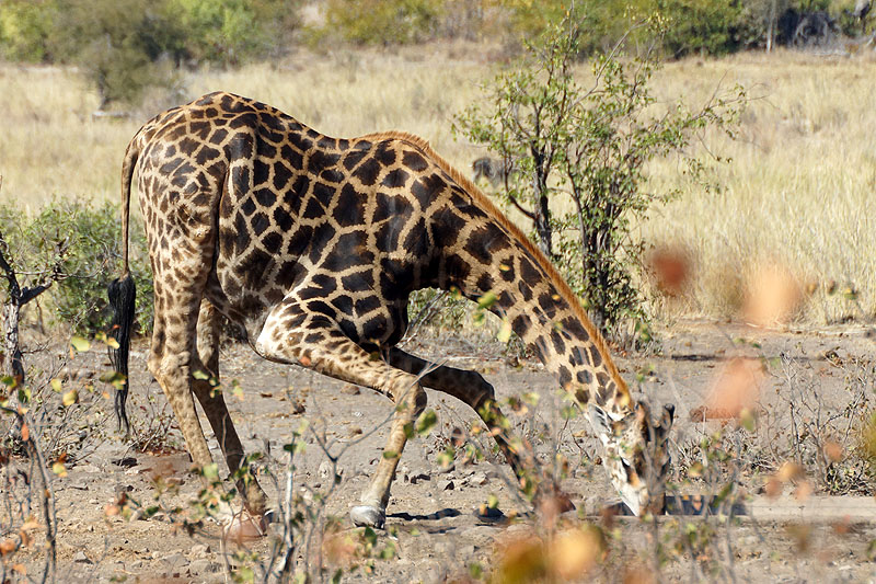 P.N. Kruger - Environs de Letaba & Mopani