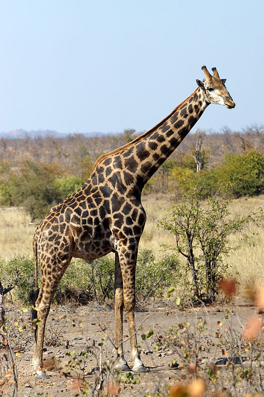 P.N. Kruger - Environs de Letaba & Mopani