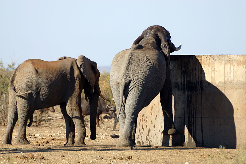 P.N. Kruger - Environs de Letaba