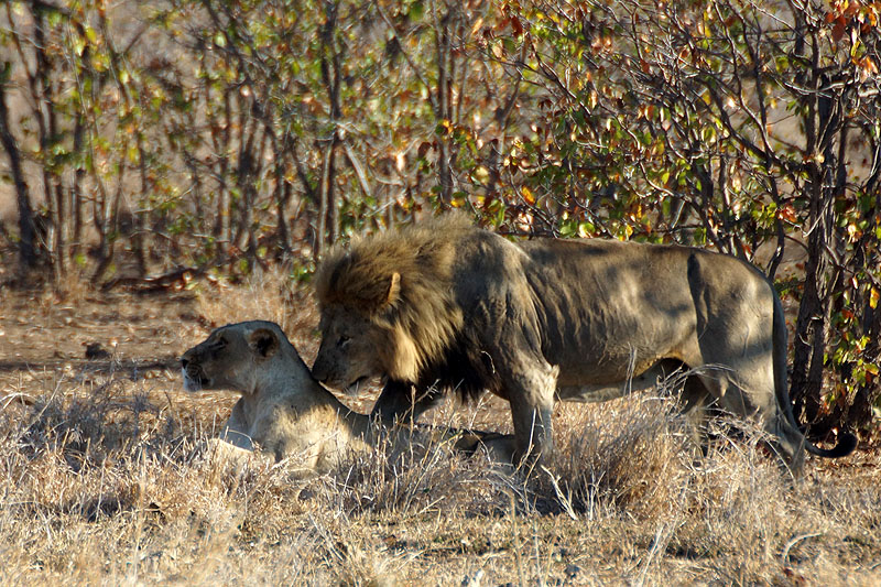 P.N. Kruger - Environs de Letaba