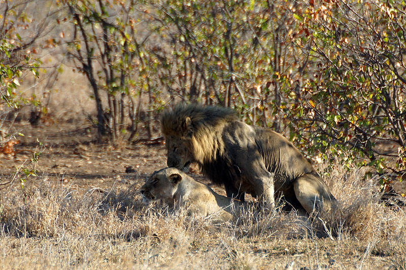 P.N. Kruger - Environs de Letaba