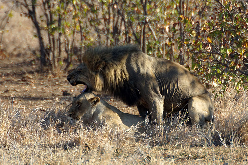 P.N. Kruger - Environs de Letaba