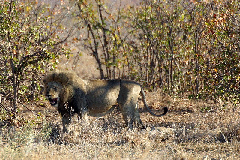 P.N. Kruger - Environs de Letaba