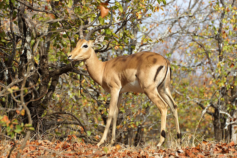 P.N. Kruger - Environs de Letaba