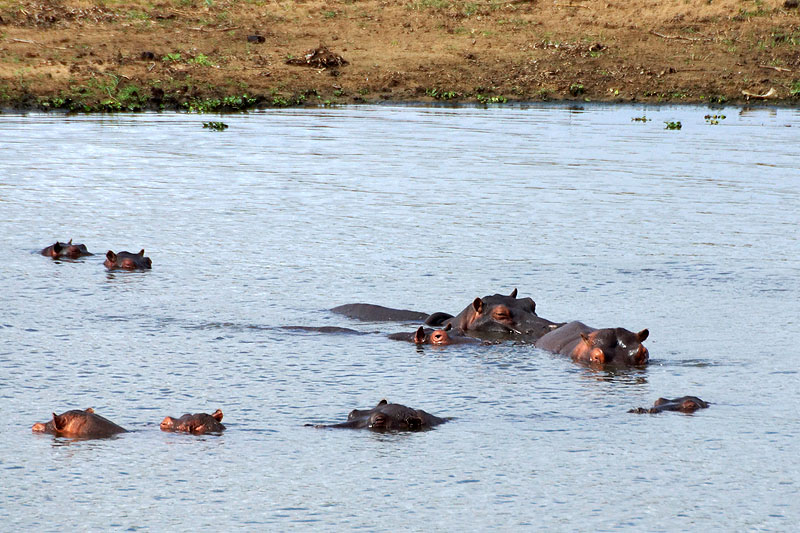 P.N. Kruger - Environs de Letaba