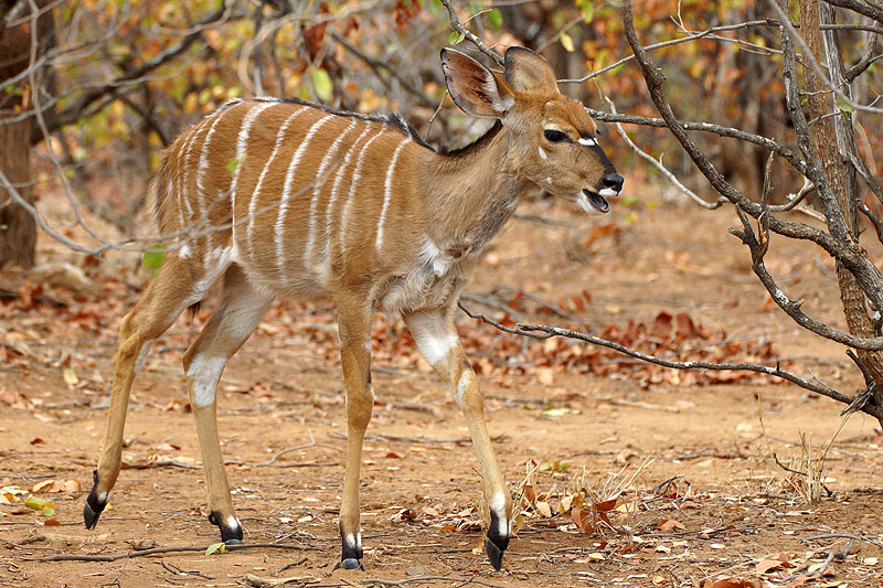 P.N. Kruger - Environs de Letaba