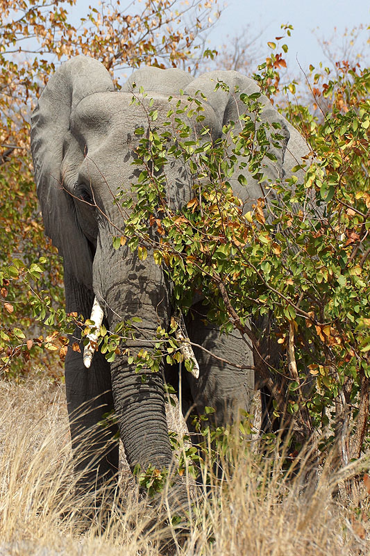 P.N. Kruger - Environs de Letaba