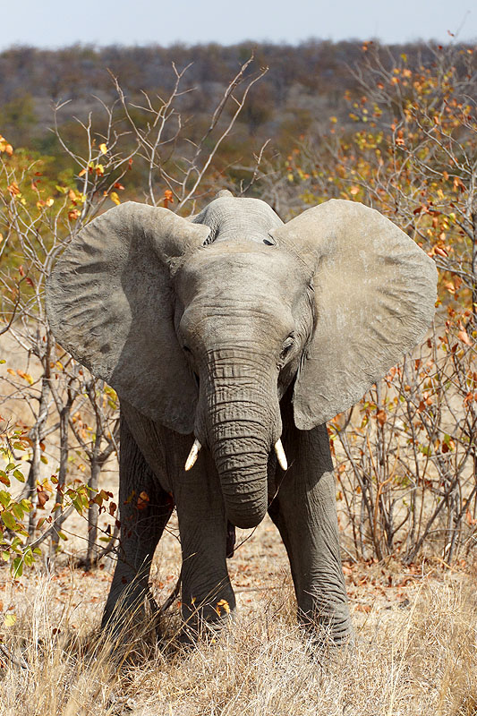 P.N. Kruger - Environs de Letaba