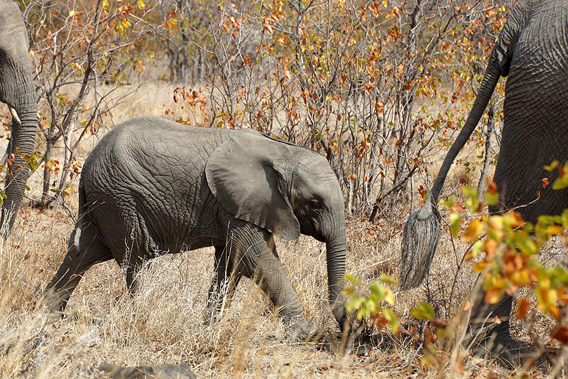 P.N. Kruger - Environs de Letaba