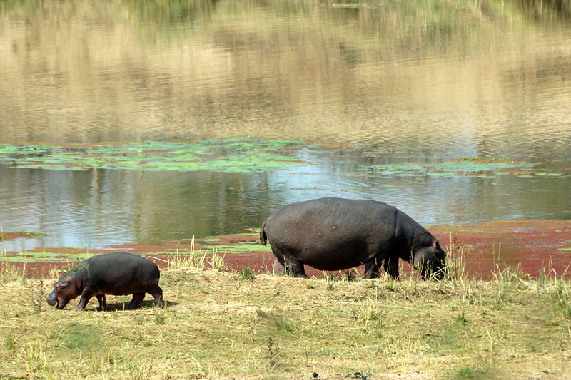 P.N. Kruger - Environs de Letaba