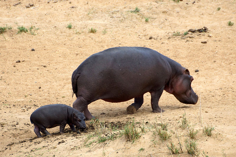 Photo hippopotames