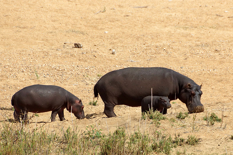 P.N. Kruger - Environs de Letaba